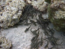 По филиппинским городам и весям. Часть 2