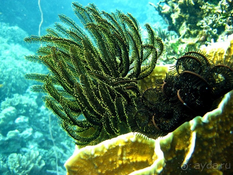 По филиппинским городам и весям. Часть 2