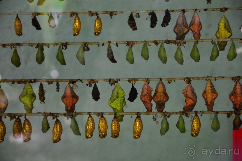 По филиппинским городам и весям. Часть 2