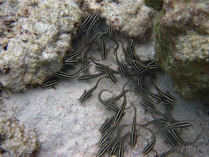 По филиппинским городам и весям. Часть 2