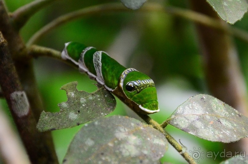 По филиппинским городам и весям. Часть 2