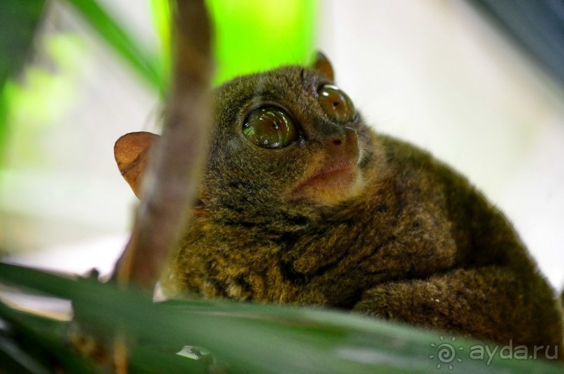 По филиппинским городам и весям. Часть 2