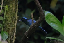 Pura vida по-костарикански. Часть 2