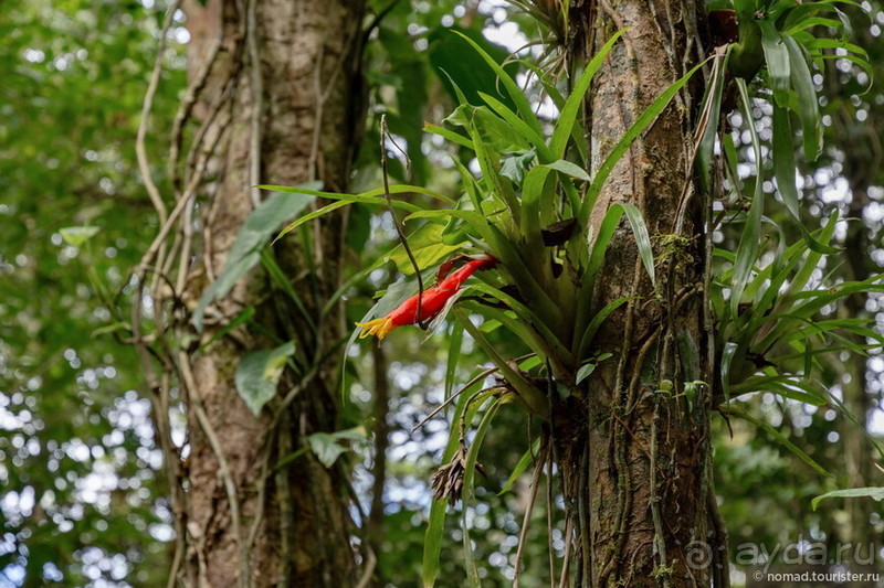 Pura vida по-костарикански. Часть 2