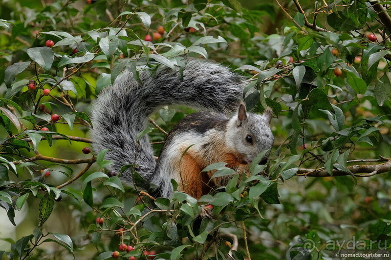Pura vida по-костарикански. Часть 2 Pura vida по-костарикански. Часть 2