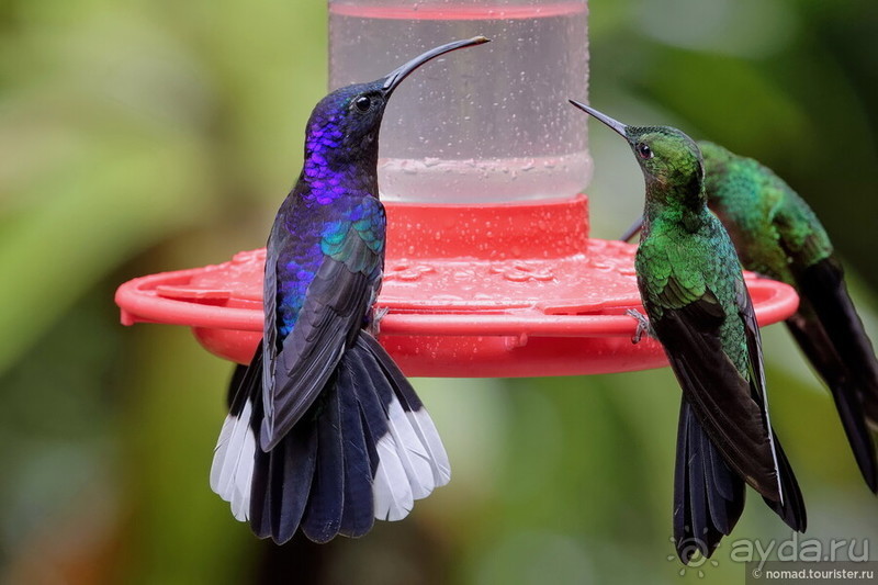 Pura vida по-костарикански. Часть 2 Pura vida по-костарикански. Часть 2