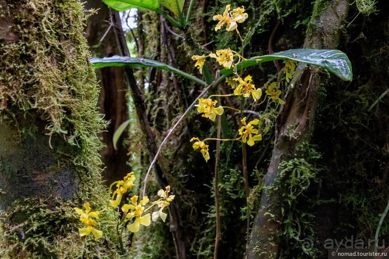 Pura vida по-костарикански. Часть 2 Pura vida по-костарикански. Часть 2