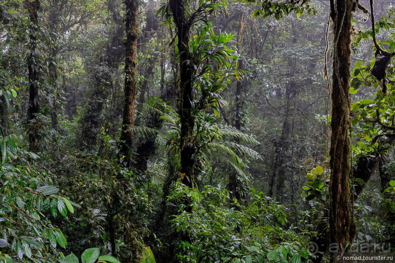 Pura vida по-костарикански. Часть 2 Pura vida по-костарикански. Часть 2