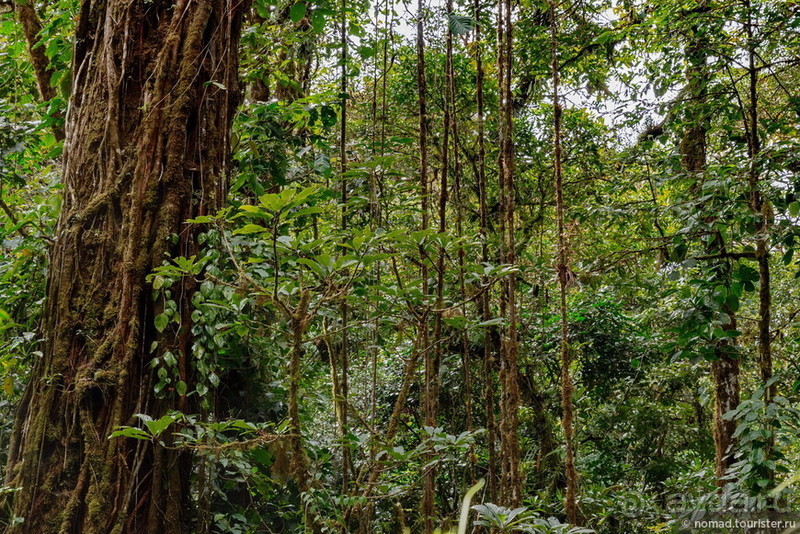 Pura vida по-костарикански. Часть 2 Pura vida по-костарикански. Часть 2