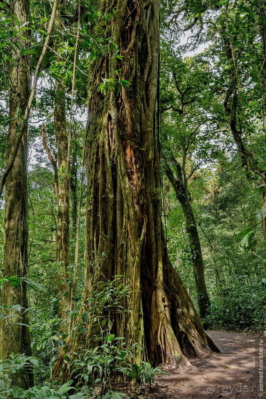 Pura vida по-костарикански. Часть 2 Pura vida по-костарикански. Часть 2