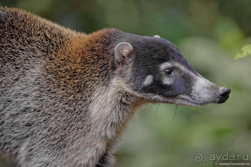 Pura vida по-костарикански. Часть 2