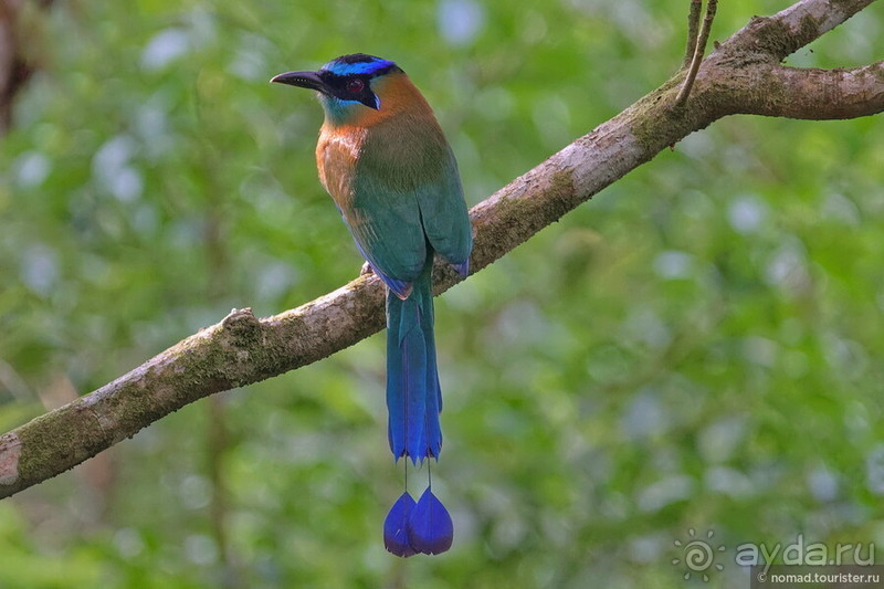 Pura vida по-костарикански. Часть 2 Pura vida по-костарикански. Часть 2