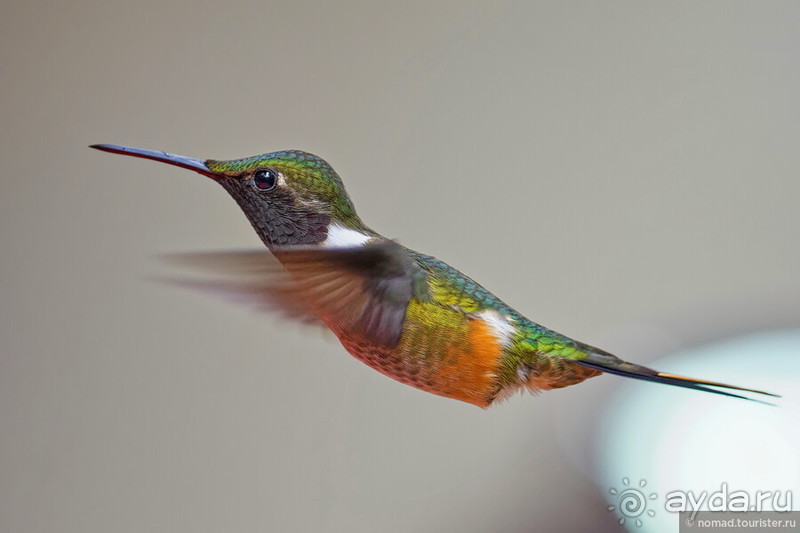 Pura vida по-костарикански. Часть 2 Pura vida по-костарикански. Часть 2