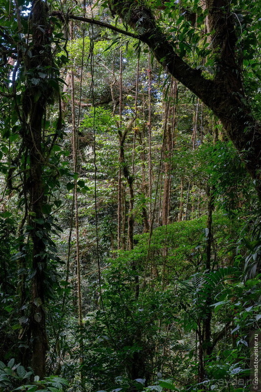 Pura vida по-костарикански. Часть 2 Pura vida по-костарикански. Часть 2