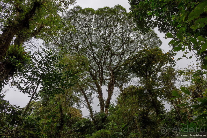 Pura vida по-костарикански. Часть 2 Pura vida по-костарикански. Часть 2