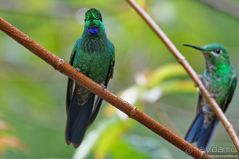 Pura vida по-костарикански. Часть 2 Pura vida по-костарикански. Часть 2