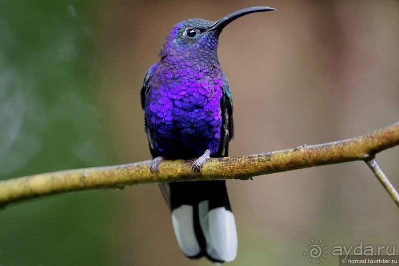 Pura vida по-костарикански. Часть 2 Pura vida по-костарикански. Часть 2