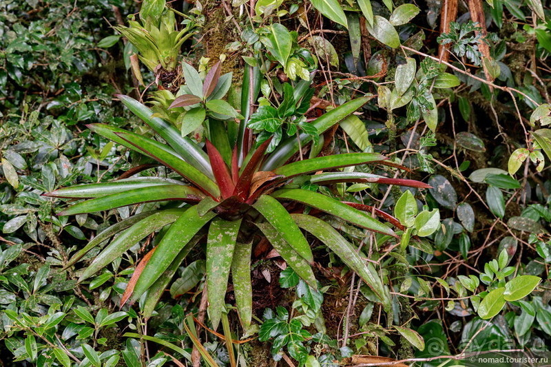 Pura vida по-костарикански. Часть 2 Pura vida по-костарикански. Часть 2