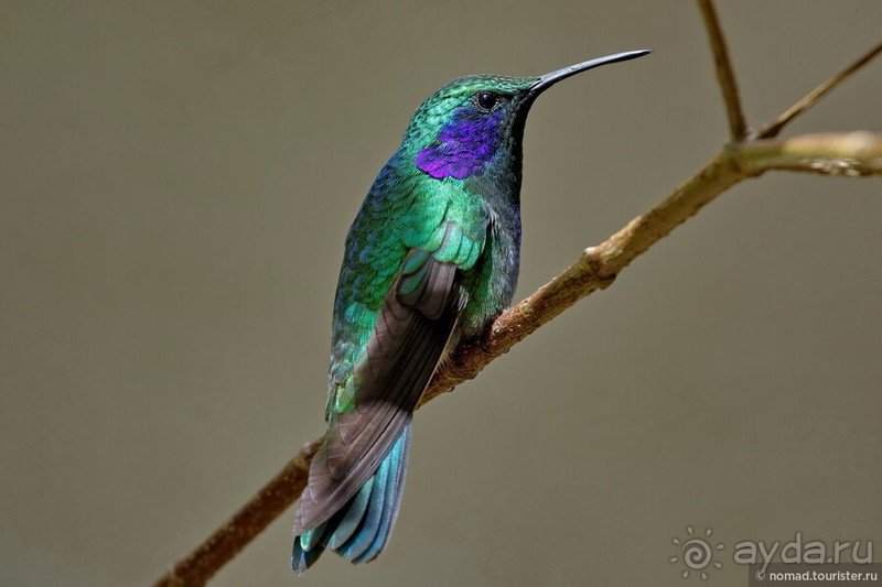 Pura vida по-костарикански. Часть 2 Pura vida по-костарикански. Часть 2