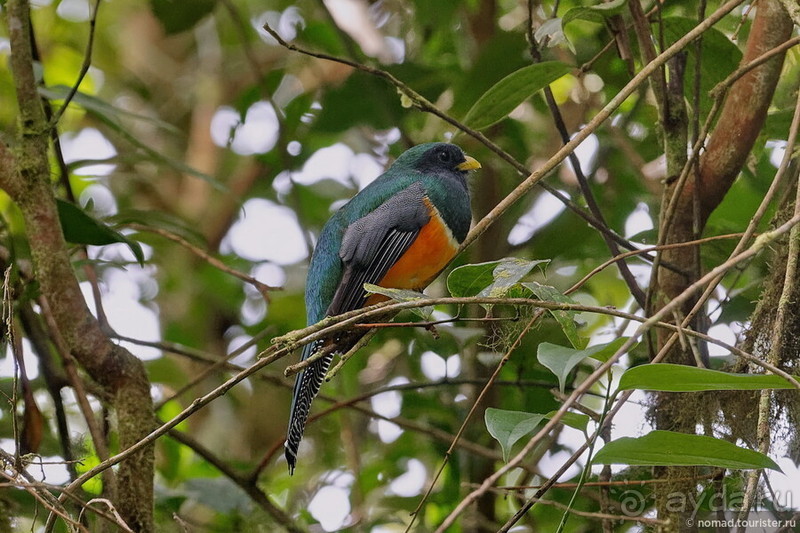 Pura vida по-костарикански. Часть 2 Pura vida по-костарикански. Часть 2