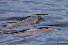 Bolivia te espera! Часть 7