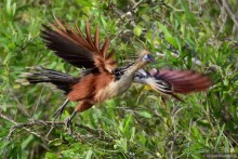 Bolivia te espera! Часть 7