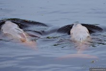Bolivia te espera! Часть 7