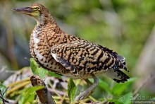 Bolivia te espera! Часть 7