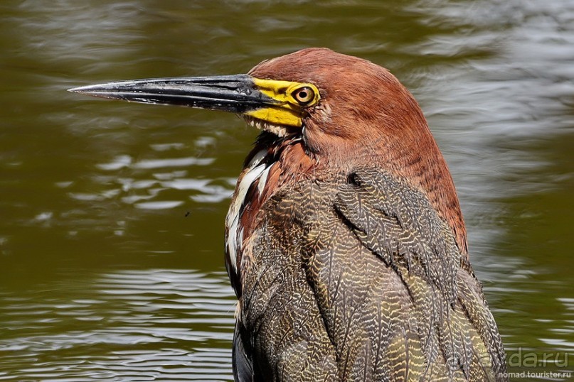 Bolivia te espera! Часть 7