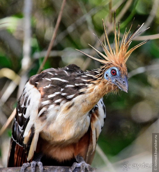 Bolivia te espera! Часть 7