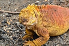 Американские горки (декабрь 2012-январь 2013). Часть 7