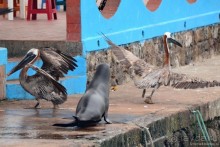 Американские горки (декабрь 2012-январь 2013). Часть 7