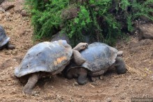 Американские горки (декабрь 2012-январь 2013). Часть 7