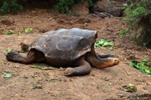 Американские горки (декабрь 2012-январь 2013). Часть 7