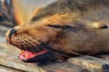 Американские горки (декабрь 2012-январь 2013). Часть 7