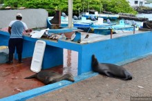 Американские горки (декабрь 2012-январь 2013). Часть 7