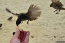 Американские горки (декабрь 2012-январь 2013). Часть 7