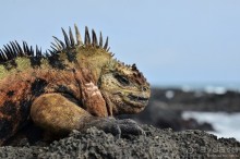 Американские горки (декабрь 2012-январь 2013). Часть 7