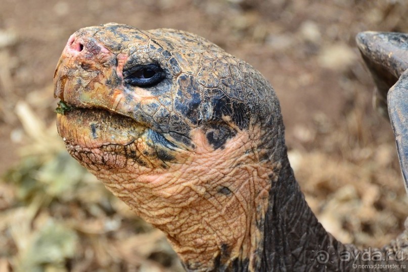 Американские горки (декабрь 2012-январь 2013). Часть 7