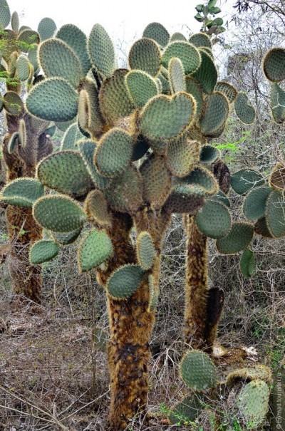 Американские горки (декабрь 2012-январь 2013). Часть 7