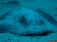 Американские горки (декабрь 2012-январь 2013). Часть 7