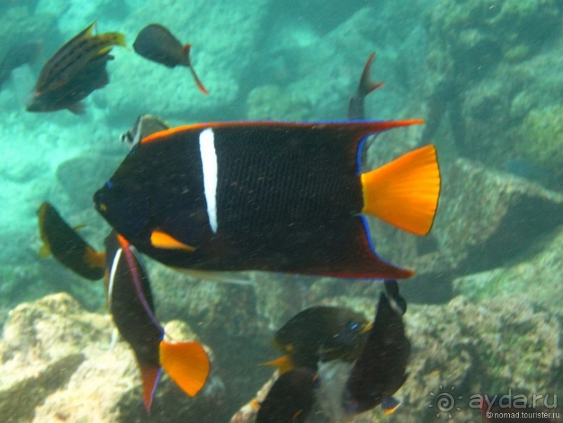 Американские горки (декабрь 2012-январь 2013). Часть 7