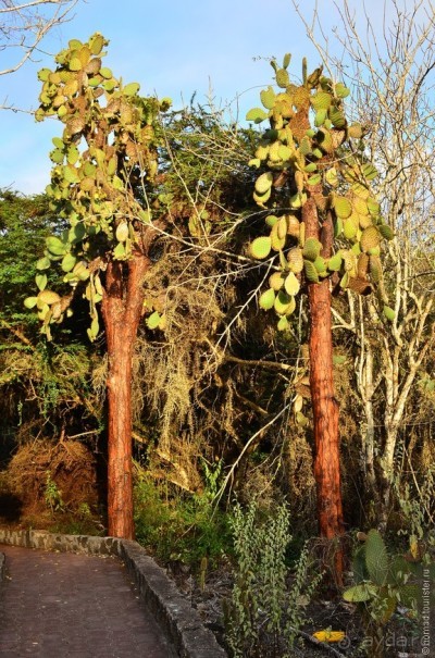 Американские горки (декабрь 2012-январь 2013). Часть 7