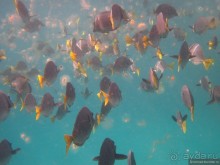 Американские горки (декабрь 2012-январь 2013). Часть 7