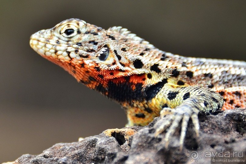 Американские горки (декабрь 2012-январь 2013). Часть 7