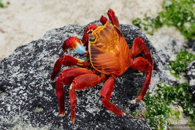 Американские горки (декабрь 2012-январь 2013). Часть 7