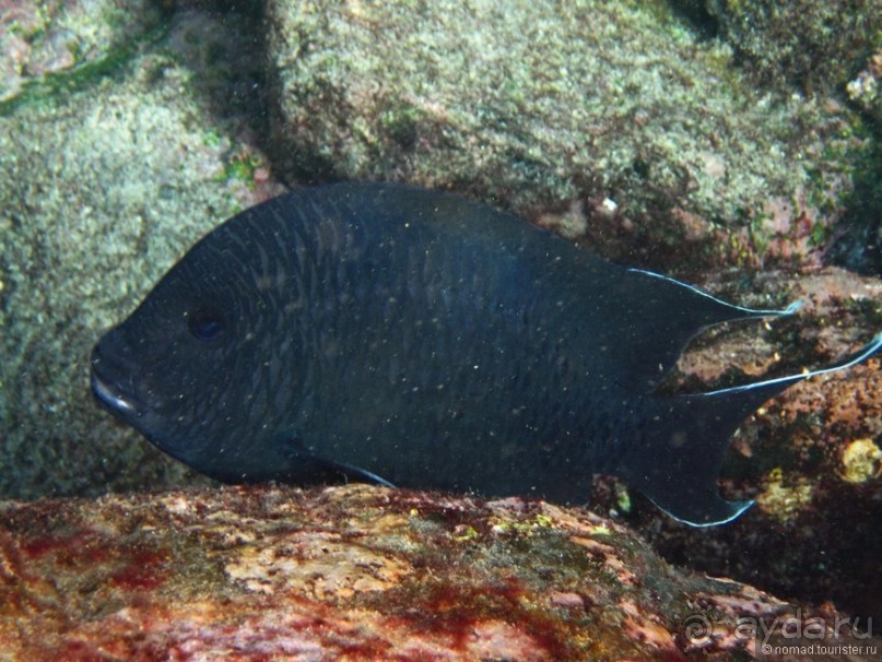 Американские горки (декабрь 2012-январь 2013). Часть 7