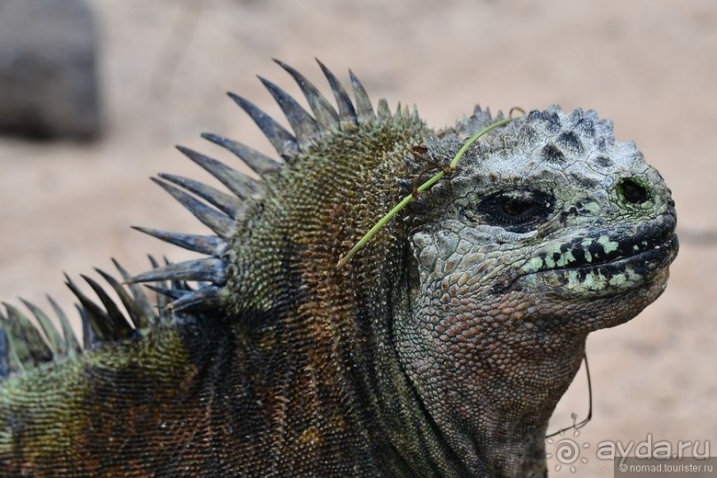 Американские горки (декабрь 2012-январь 2013). Часть 7