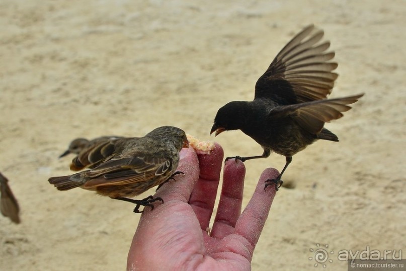 Американские горки (декабрь 2012-январь 2013). Часть 7
