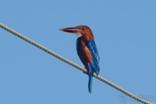 Птички Тая и Лаоса